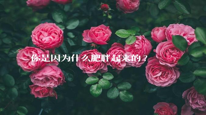 你是因为什么肥胖起来的?